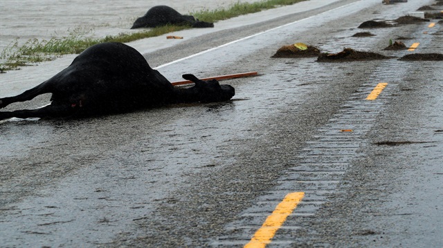 ABD'yi etkisi altına alan Harvey Kasırgası'nda hayvanlar da telef oldu.