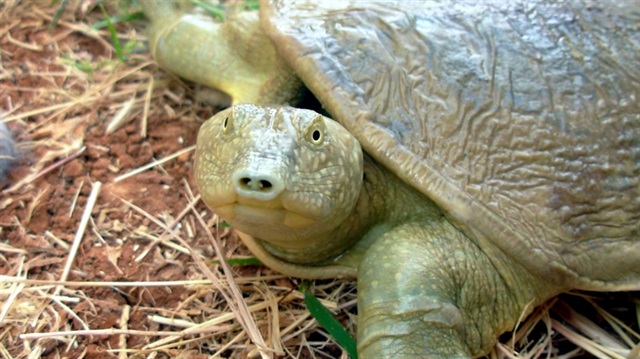 Orman ve Su İşleri Bakanlığı Doğa Koruma ve Milli Parklar Şube Müdürlüğü tarafından nesli tehlike altındaki türlerin korunması amacıyla yürütülen eylem planları kapsamında "Fırat Kaplumbağası"nın korunmasına yönelik proje başlatılıyor.