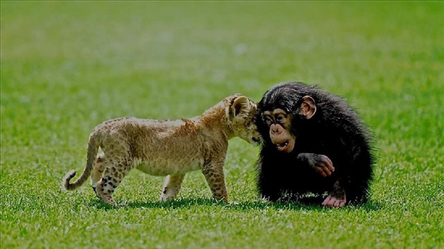 "Cesur" adı verilen yavru aslan paytak adımları ve şaşkın bakışlarıyla ziyaretçilerin ilgisini çekiyor.