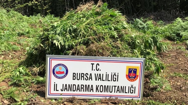 Bursa'da jandarma ekipleri uyuşturucu tacirlerine operasyon düzenledi. 