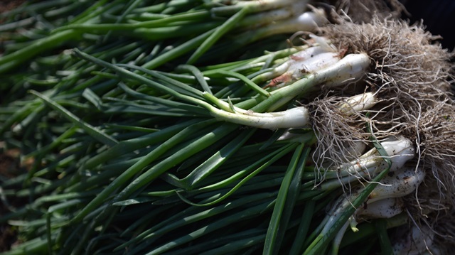 Yeşil soğan ağustos ayı itibariyle yüzde 18,04 ile fiyatı en fazla artış gösteren ürün oldu.