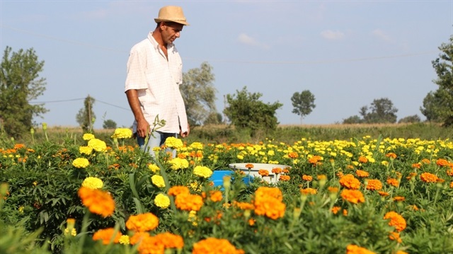 Bafra Ovası çiçek yatırımcısını bekliyor
