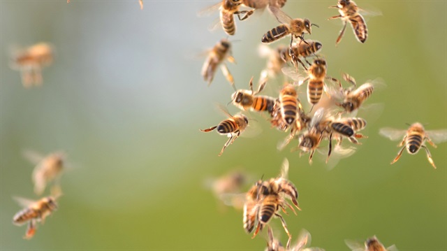 Arşiv: Arıların saldırısı tarlada bulunanların hastaneye kaldırılmasına yol açtı.