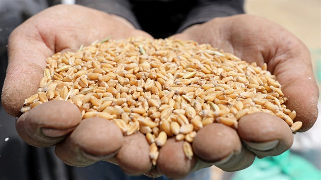 A farmer holds wheat grains 
