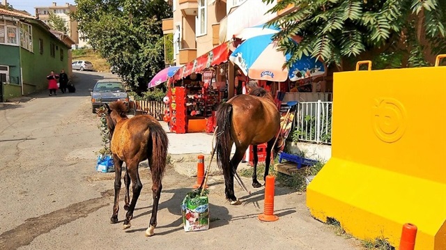 Cadde ve ara sokaklarda başıboş dolaşan atlar, vatandaşlara zor anlar yaşattı. 