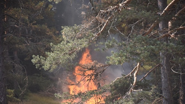 Sakarya'daki orman yangını kontrol altında-Sakarya haber