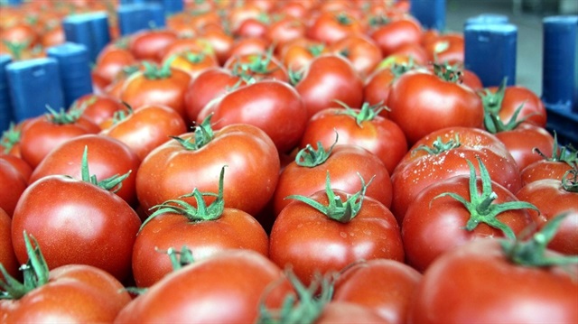 Türkiye-Rusya arasında domates ihracatının önünün açılması yönünde protokol imzalandı.
