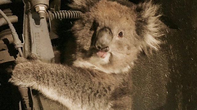 Adelaide kenti itfaiye ekibi, sevimli koalayı sıkıştığı yerden çıkarıp özgürlüğüne kavuşturdu.