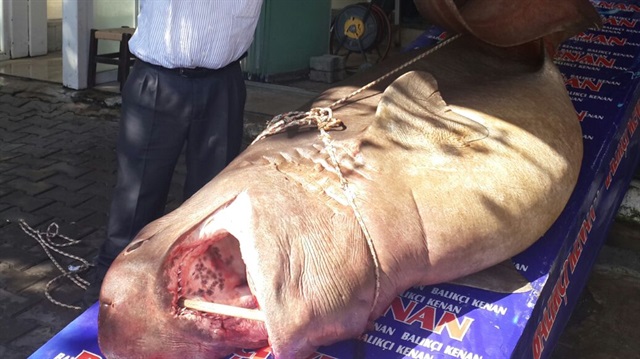 4 metre boyunda 12 ton ağırlığında köpek balığı yakalandı. 