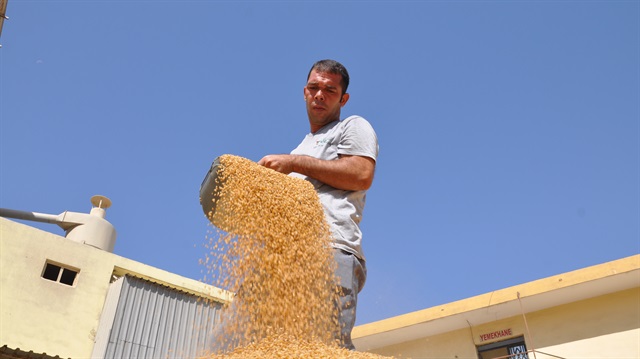 هل تعلم كم تبلغ الصادرات التركية من الحبوب والبقول إلى الأمريكيّتين؟