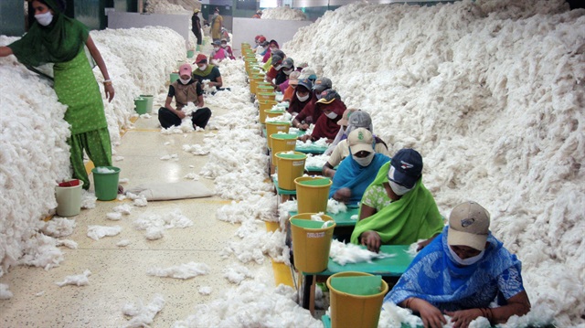 Hindistanlı pamuk işçileri