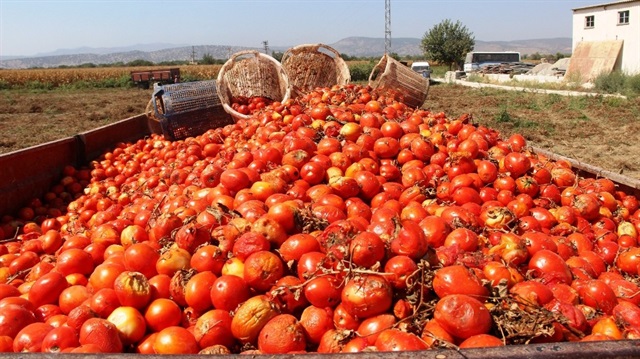 Salçalık domates üreticileri Rusya pazarının açılması halinde en azından önümüzdeki seneye daha umutlu bakabileceklerini söyledi.