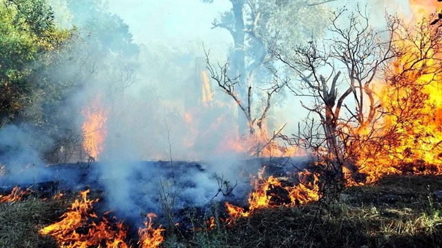 Kütahya'daki orman yangınından bir fotoğraf