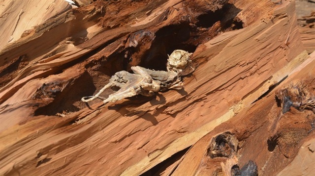 500 yıllık ağaçtan çıkan hayvan iskeleti görenleri şaşırttı. 