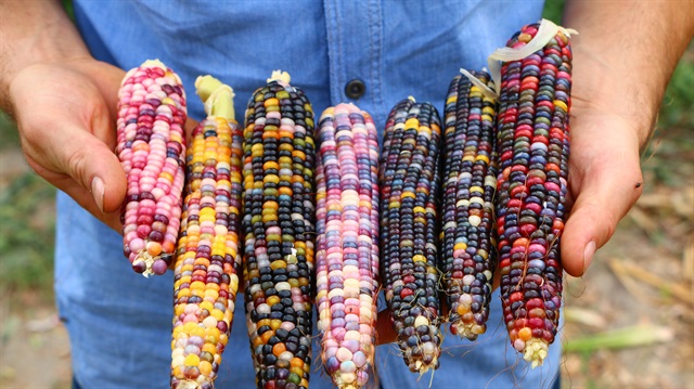 ABD'den getirdiği tohumlarla rengarenk mısır üretti.