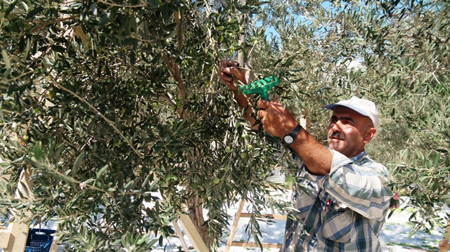 Edremit Körfezi'nde zeytin hasadı başladı-Balıkesir ekonomi haberleri