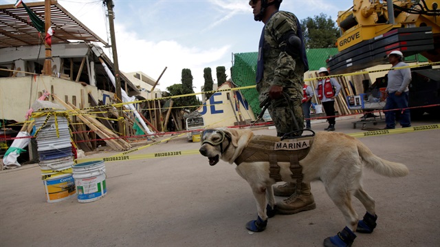 Rescue dog Frida and her handler work after an earthquake hit Mexico City, Mexico September 22, 2017.