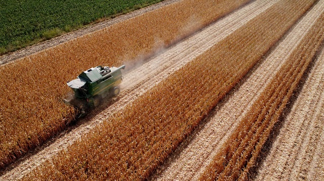 Dane mısır üretimi, son 10 yılda yüzde 81 artarak 6,4 milyon tona yükseldi.