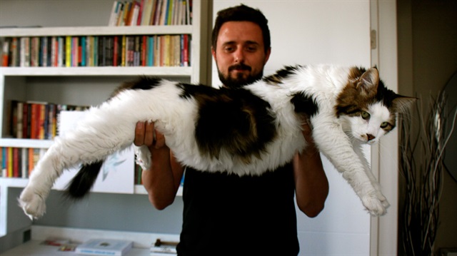 Bir metreye yakın boyuyla dikkati çeken kedi tam 7,5 kilo. 