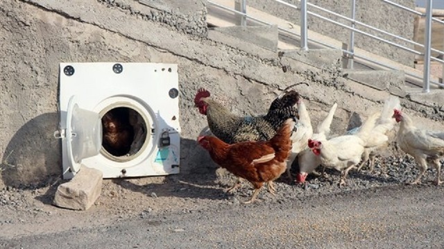 Ayşe Kuyak, bozulan 25 yıllık çamaşır makinesinin kapağından tavuklarını güvende tutabilmek için kümese kapı yaptı. 