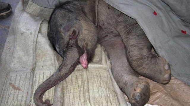 Yavru fil, annesinin kendisini 2. kez istememesi üzerine 5 saat boyunca ağladı.
