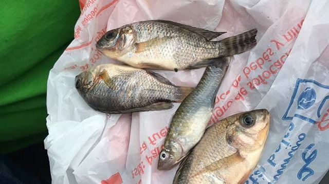 Meksika'da Tamaulipas eyaletinde gökten yağan balıklar, vatandaşlar tarafından görüntülendi. 