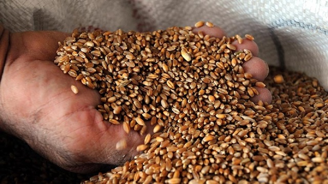 Türkiye İsrail'e tohum ihracına başladı.