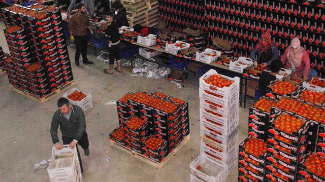 ​'Rusya'ya domates ihracatının 1 Kasım'da başlayacağı beklentisi var'​