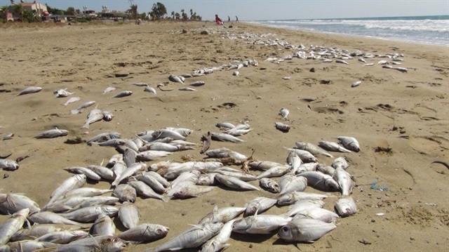 Yüzlerce balık karaya vurdu. 