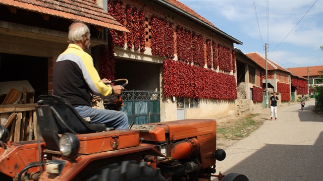 Lokosnica Köyü her yıl adeta kırmızıya boyuyor.