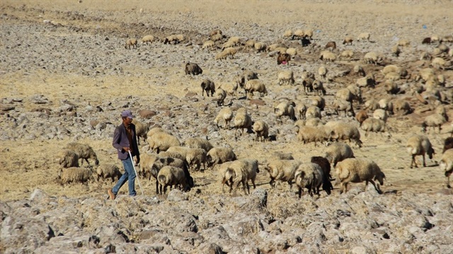 Çobanlar düşük maaşlı olsa da sigortadan dolayı asgari ücretli işlerde çalışmak için batıya gidiyor.