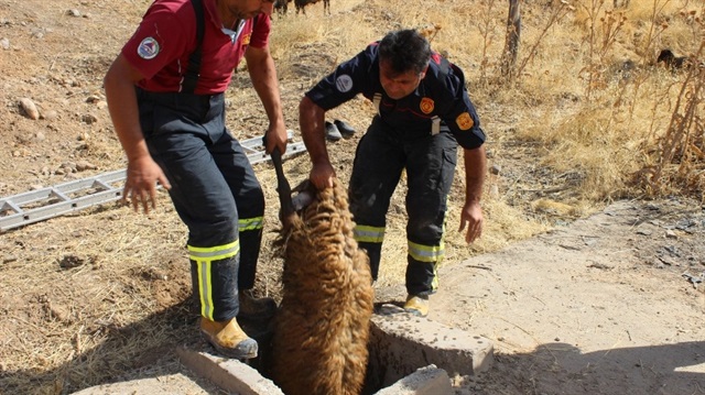 Köpeklerin kovalamasıyla kuyuya düşen 37 koyun kurtarıldı