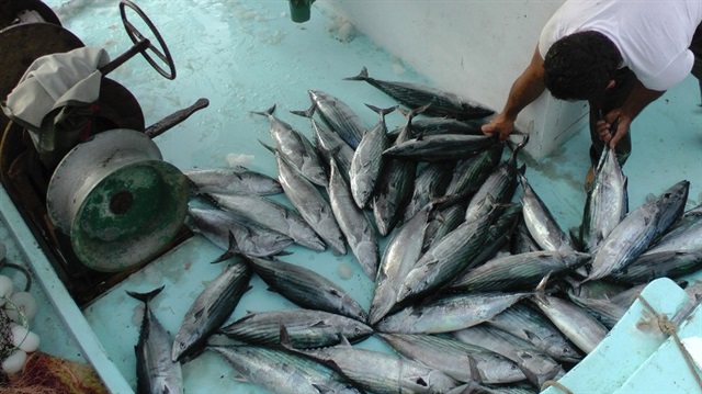 Karadenizli balıkçılar tek seferde 600 torik yakaladı.