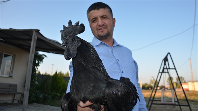Ayam Cemani cinsi siyah renkli tavuklar, hem görünüşleri hem de 9 bin liraya kadar çıkan satış fiyatlarıyla dikkati çekiyor.