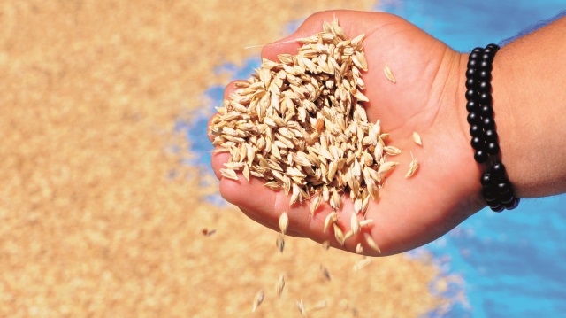 Siyez genetiği bozulmadan bugüne ulaşan tek buğday türü.