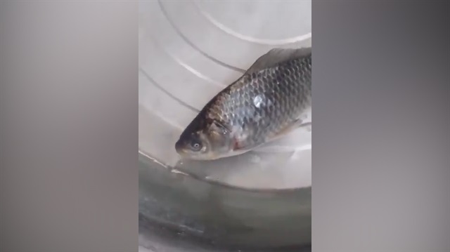 dondurulmus balik tekrar canlanir mi yeni safak