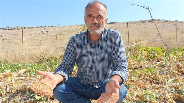 Yozgat’ta 50 yıllık tohumlardan ürün elde edildi