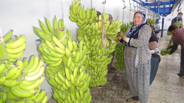 Silifke’de muz hasadı. 