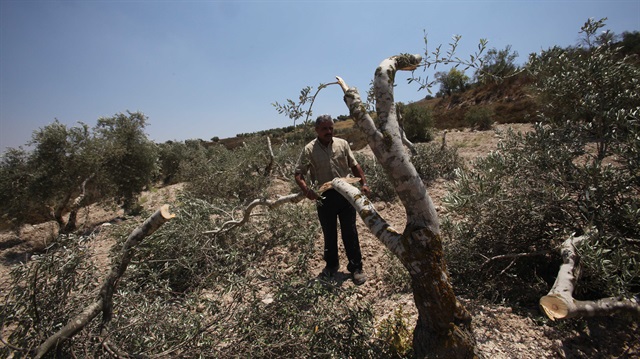 Yahudi işgalciler daha önce de Filistinlilere ait zeytin ağaçlarını kesmişlerdi