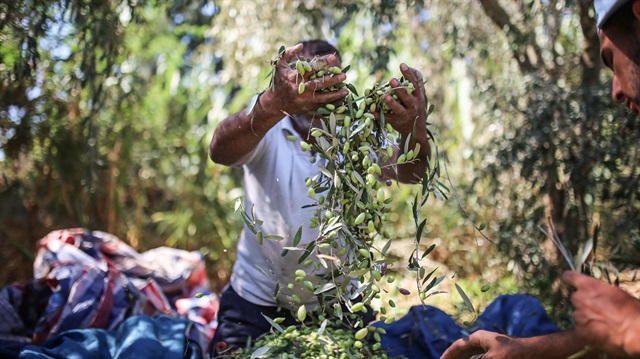Gazze'de zeytin hasadı

