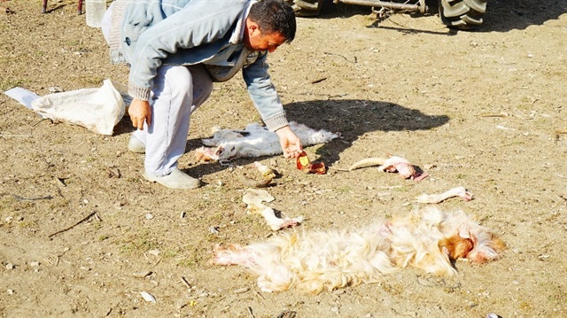 Ayı saldırısı sonrası, koyunların parçalandığı görüldü. 