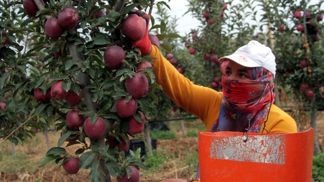 Üretilen elmalar  Türkiye'nin dört bir yanına gönderiliyor.