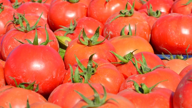 Tomato crops in Çanakkale