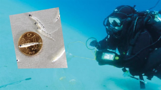 ​Türk bilim insanları keşfetti: 15 mm’lik balık