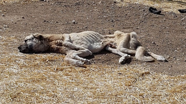 Şarkışla'da geçtiğimiz günlerde bir kangal köpeği açlıktan ölmek üzereyken bulunmuştu. 