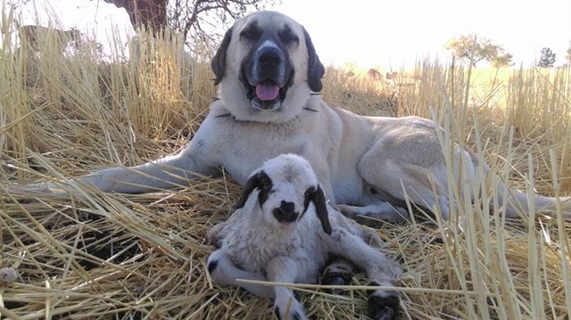Kangal köpeğinin yeni doğan kuzunun başında beklediği görüldü. 