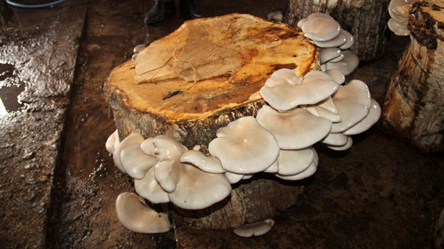 Kavak kütükleri ekmek teknesi oldu