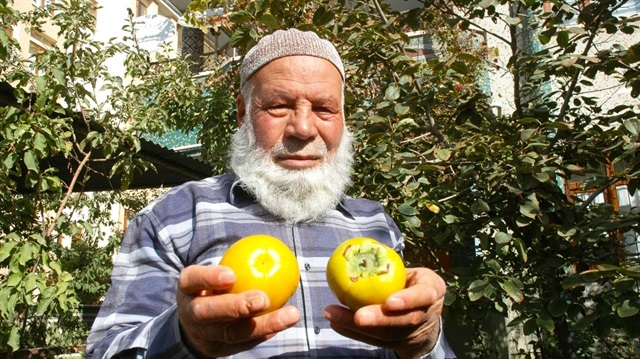 trabzon hurmasi hastanelik etti yeni safak