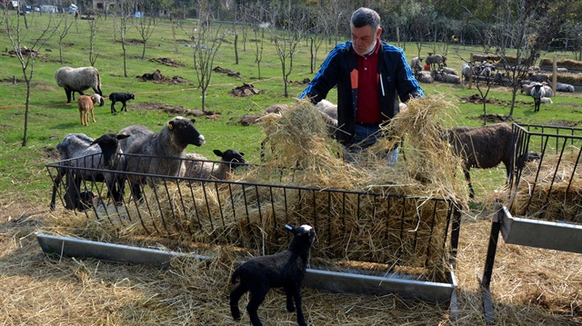 Romanov cinsi koyunlar ülkenin dört bir yanına satılıyor.
