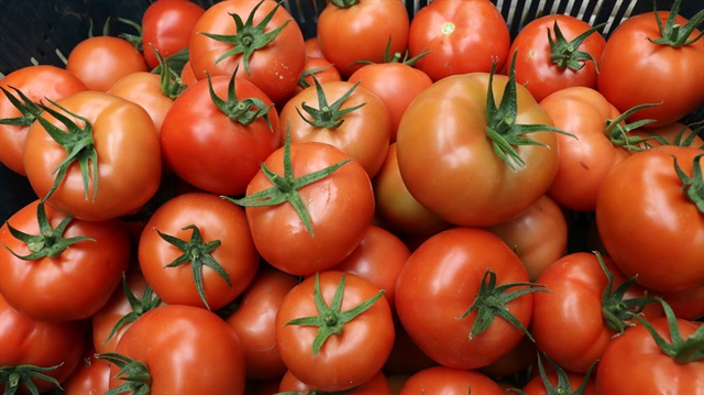 Yakın zamanda Rusya'ya yapılan domates ihracatının eski seviyelere ulaşması bekleniyor. 
